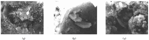 2̖��Ʒ��525#�չ�ˮ��+ĥ��(x��)�V�ۣ���SEM����